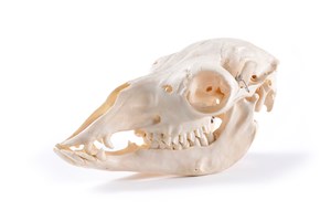 Image description is not available for 1997.1.34